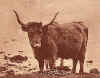 crop ear H.Cow 1905.jpg (115925 Byte)