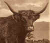 crop ear cow 1910.jpg (150967 Byte)
